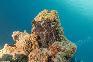 Frogfish Prints: Frogfish swim in the Red Sea, colorful fish, Eilat Israel