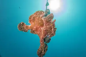 Frogfish Prints: Frogfish swim in the Red Sea, colorful fish, Eilat Israel