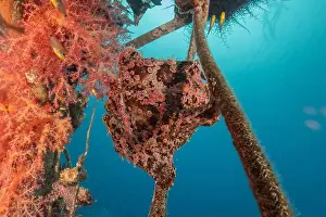 Frogfish Prints: Frogfish swim in the Red Sea, colorful fish, Eilat Israel