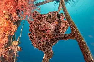 Frogfish Prints: Frogfish swim in the Red Sea, colorful fish, Eilat Israel