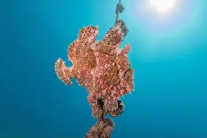 Frogfish Prints: Frogfish swim in the Red Sea, colorful fish, Eilat Israel