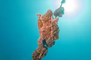 Frogfish Prints: Frogfish swim in the Red Sea, colorful fish, Eilat Israel
