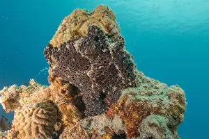 Frogfish Prints: Frogfish swim in the Red Sea, colorful fish, Eilat Israel