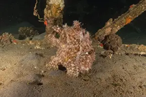 Frogfish Prints: Frogfish swim in the Red Sea, colorful fish, Eilat Israel