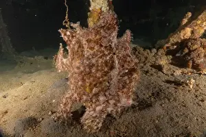 Frogfish Prints: Frogfish swim in the Red Sea, colorful fish, Eilat Israel