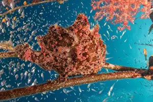 Frogfish Prints: Frogfish swim in the Red Sea, colorful fish, Eilat Israel