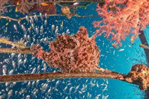 Frogfish Prints: Frogfish swim in the Red Sea, colorful fish, Eilat Israel