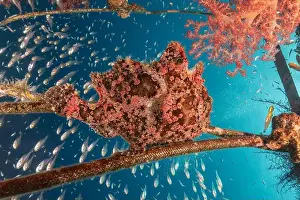 Frogfish Prints: Frogfish swim in the Red Sea, colorful fish, Eilat Israel