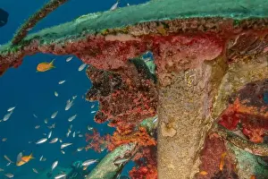 Frogfish Prints: Frogfish swim in the Red Sea, colorful fish, Eilat Israel
