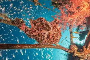 Frogfish Prints: Frogfish swim in the Red Sea, colorful fish, Eilat Israel