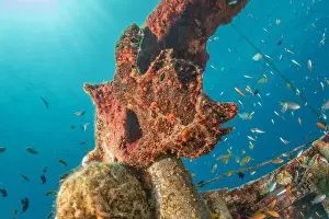 Frogfish Prints: Frogfish swim in the Red Sea, colorful fish, Eilat Israel