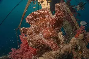 Bicinctus Prints: Frogfish swim in the Red Sea, colorful fish, Eilat Israel