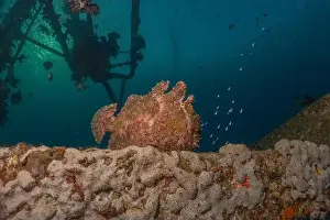 Bicinctus Prints: Frogfish swim in the Red Sea, colorful fish, Eilat Israel
