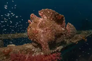Bicinctus Prints: Frogfish swim in the Red Sea, colorful fish, Eilat Israel