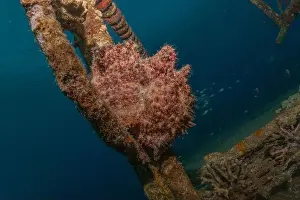 Bicinctus Prints: Frogfish swim in the Red Sea, colorful fish, Eilat Israel
