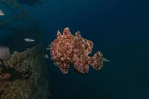 Bicinctus Prints: Frogfish swim in the Red Sea, colorful fish, Eilat Israel