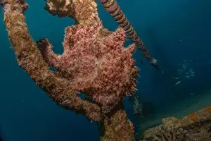 Bicinctus Prints: Frogfish swim in the Red Sea, colorful fish, Eilat Israel