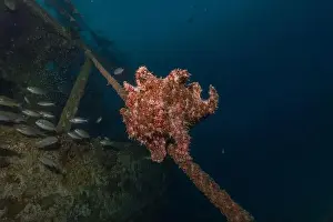 Bicinctus Prints: Frogfish swim in the Red Sea, colorful fish, Eilat Israel
