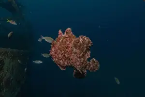 Bicinctus Prints: Frogfish swim in the Red Sea, colorful fish, Eilat Israel