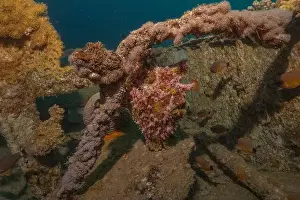 Bicinctus Prints: Frogfish swim in the Red Sea, colorful fish, Eilat Israel