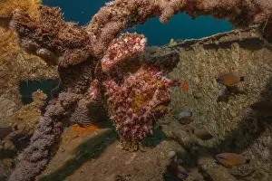 Bicinctus Prints: Frogfish swim in the Red Sea, colorful fish, Eilat Israel