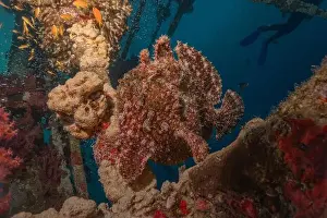 Bicinctus Prints: Frogfish swim in the Red Sea, colorful fish, Eilat Israel