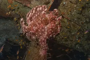 Bicinctus Prints: Frogfish swim in the Red Sea, colorful fish, Eilat Israel