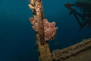Bicinctus Prints: Frogfish swim in the Red Sea, colorful fish, Eilat Israel