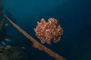 Frogfish swim in the Red Sea, colorful fish, Eilat Israel