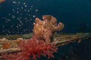 Bicinctus Prints: Frogfish swim in the Red Sea, colorful fish, Eilat Israel