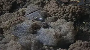 Cold Blooded Prints: Frogs breeding and spawning in a pond