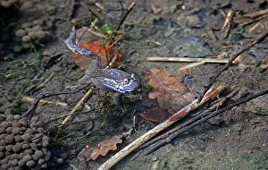 Cold Blooded Prints: Frogs breeding and spawning in a pond