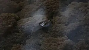 Cold Blooded Prints: Frogs breeding and spawning in a pond