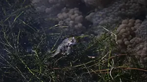Cold Blooded Prints: Frogs breeding and spawning in a pond