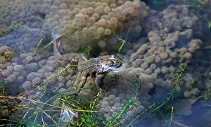 Cold Blooded Prints: Frogs breeding and spawning in a pond