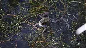 Cold Blooded Prints: Frogs breeding and spawning in a pond