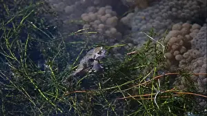 Cold Blooded Prints: Frogs breeding and spawning in a pond