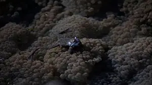 Cold Blooded Prints: Frogs breeding and spawning in a pond