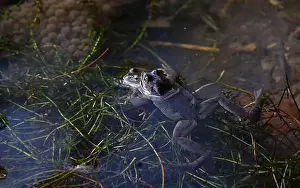 Cold Blooded Prints: Frogs breeding and spawning in a pond