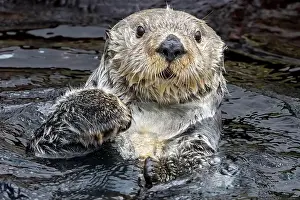 Keystone Species Prints: Frontal Close up view of a sea otter (Enhydra lutris)