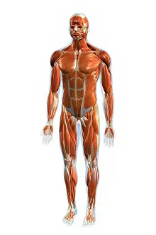 Physical Fitness Prints: Frontal view of the muscular system of the male human body on a white background