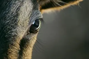 Glance Prints: Frontal view of a young goat looking directly at the viewer with a dark background
