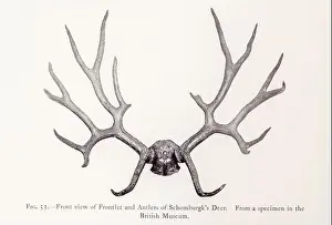 Antlers Prints: Frontlet and antlers Schomburgk's Deer (Rucervus schomburgki) Probably extinct from the book The deer of all lands