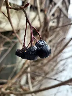Hoarfrost Prints: Frost Covered Berries On A Branch During Winter Morning Outdoors