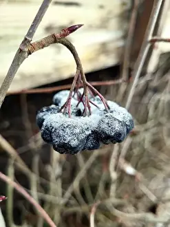Hoarfrost Prints: Frost Covered Berries On A Branch During Winter Morning Outdoors