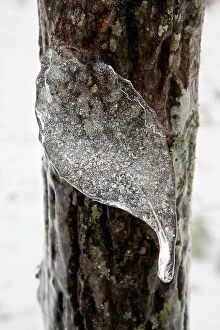 Forest Collection: Frozen leaf-shaped Icicle - Brevard, North Carolina USA