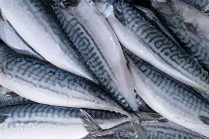 Wet White Prints: Frozen mackerel background. Frozen group of fish. Iced fish. Heap of mackerel pattern
