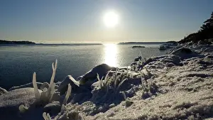 Arctic Sea Prints: Frozen plants on the coast of Northern Europe during a sunny morning