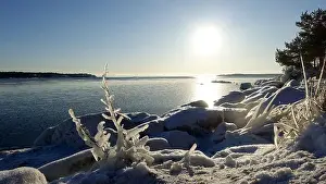 Arctic Sea Prints: Frozen plants on the coast of Northern Europe during a sunny morning