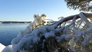 Arctic Sea Prints: Frozen trees and plants on the coast of Northern Europe during a sunny morning